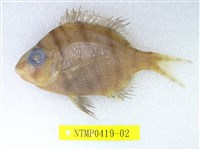 藏品(白鱲)的圖片